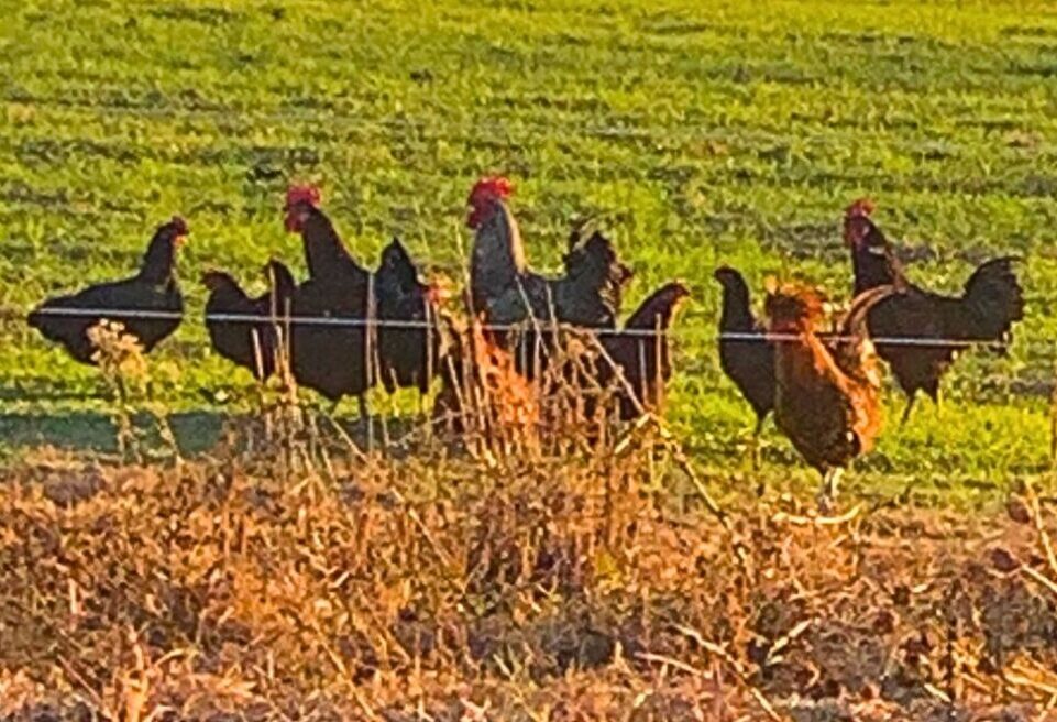 free range chickens on pasture at L and S Farms