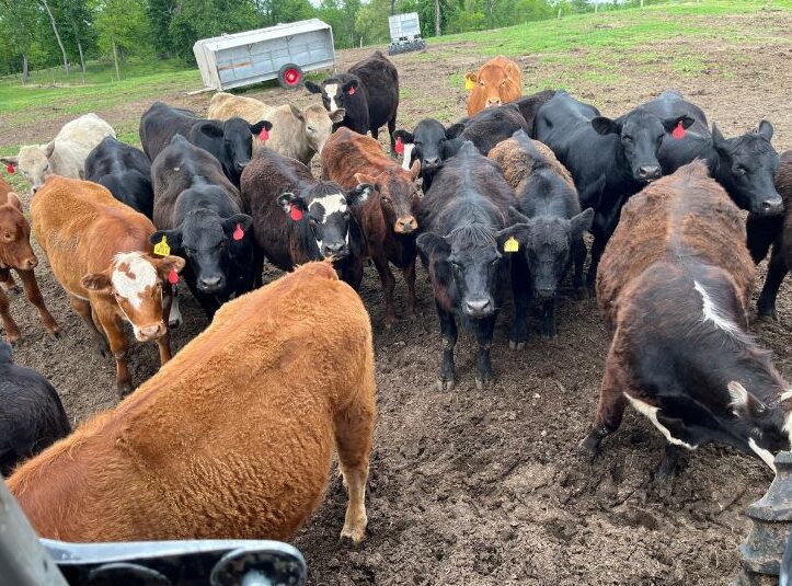 Cattle at L and S Farms