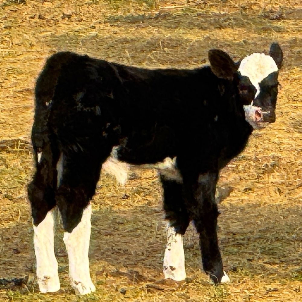 calf born at L&S Farms